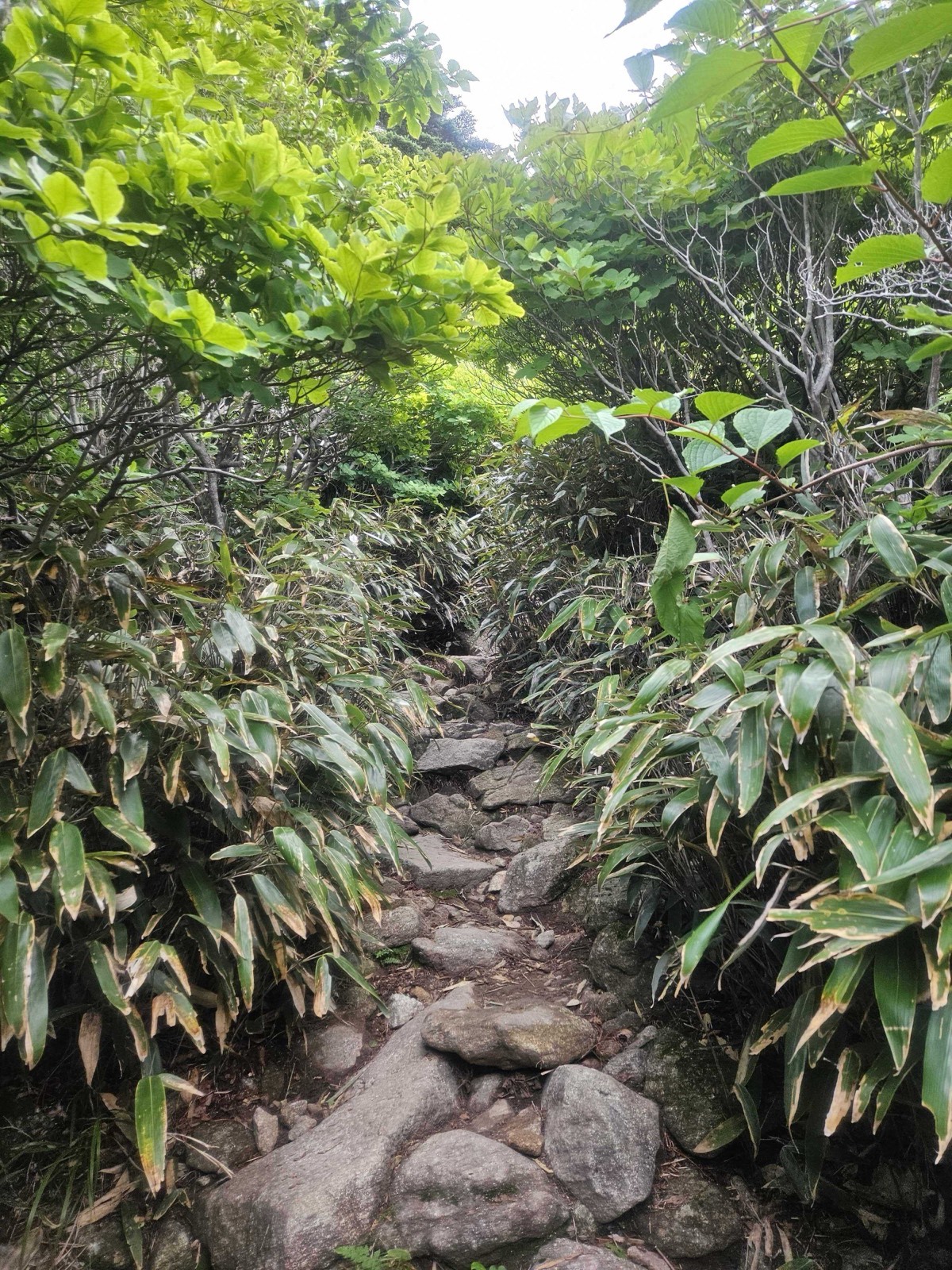 반야봉 가는 길