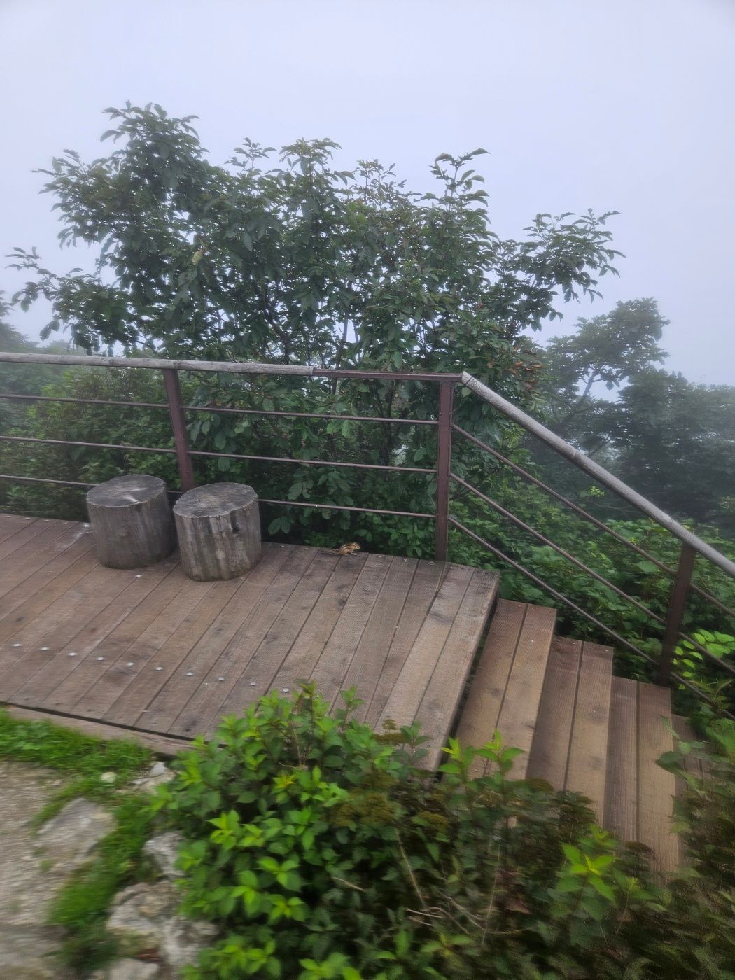 치악산 비로봉 정상에서 만난 다람쥐