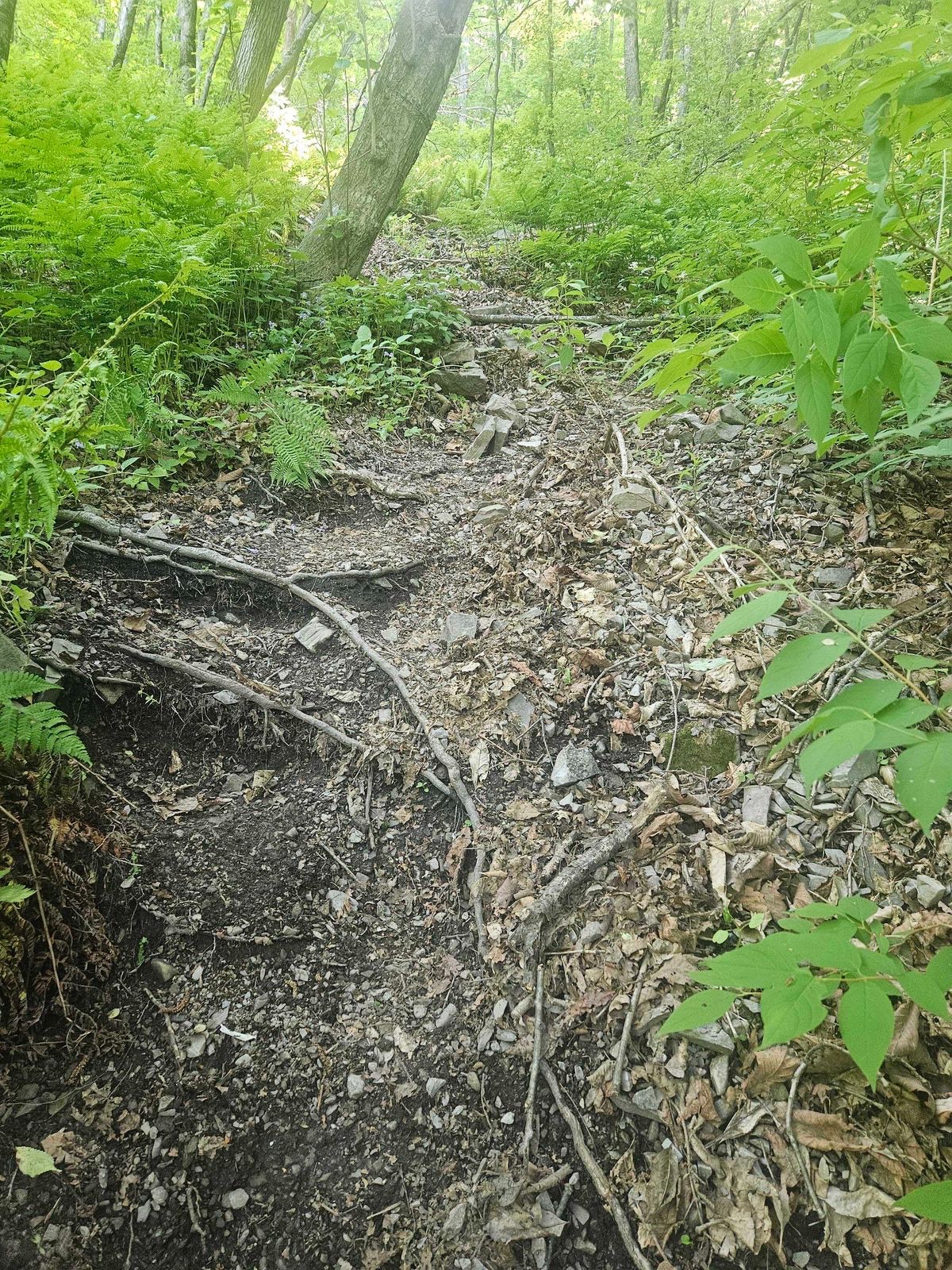 Forest road junction