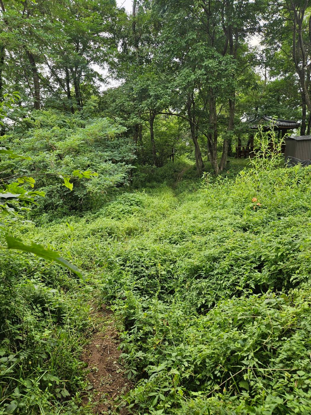 풀이 무성한 구봉산 하산길