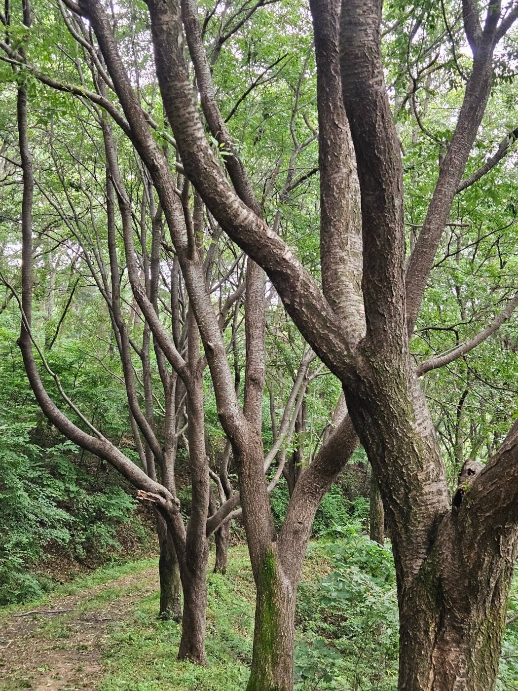 문어발처럼 가지가 뻗은 구봉산 나무