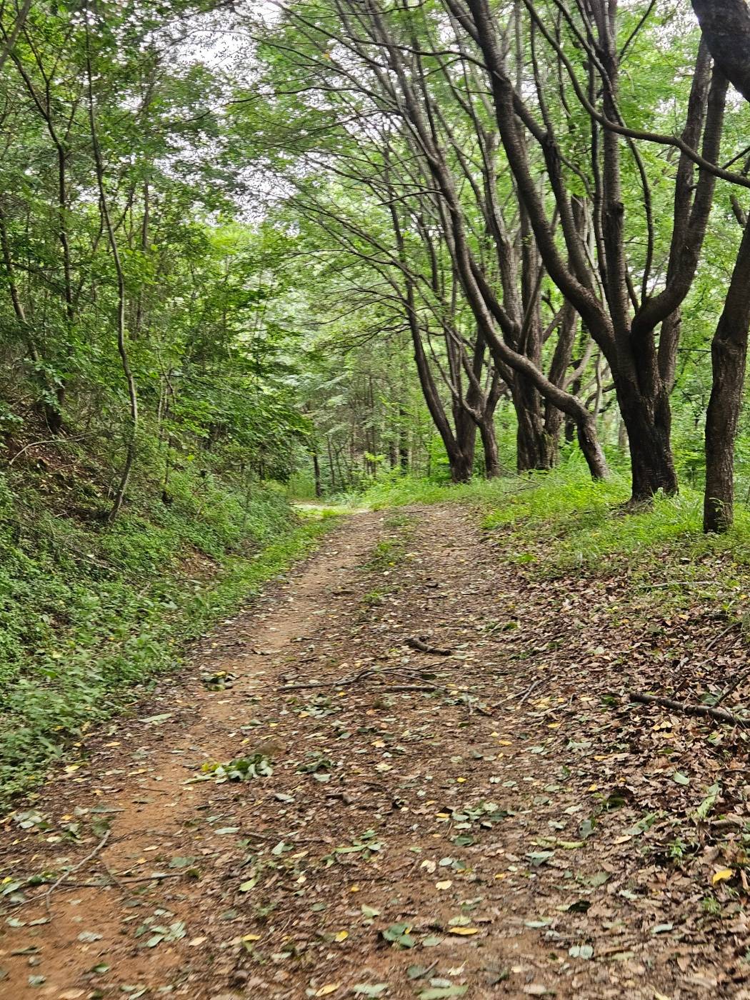 걷고 뛰기 좋은 구봉산 숲길
