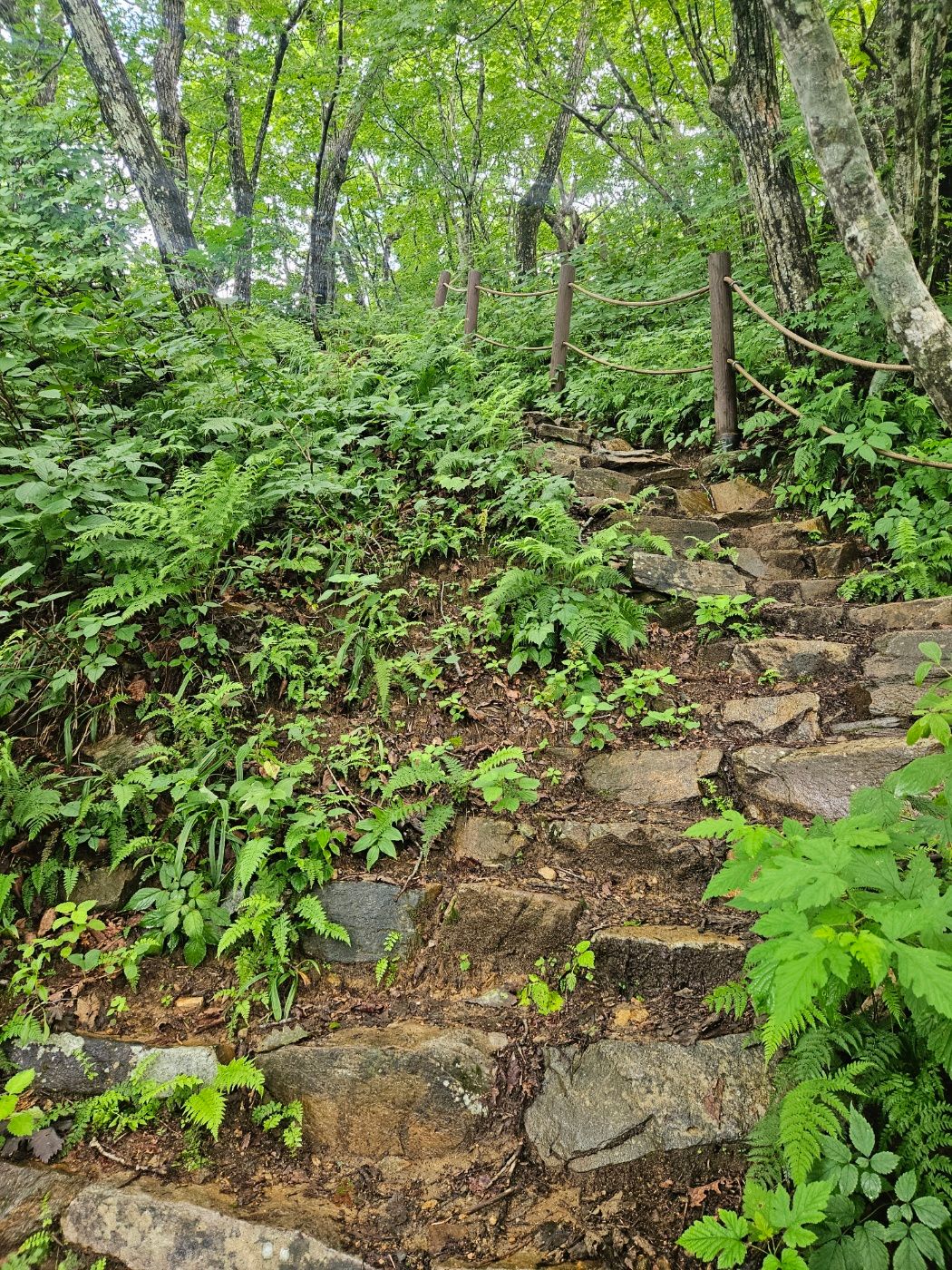 능경봉 정상으로 향하는 완만한 오르막