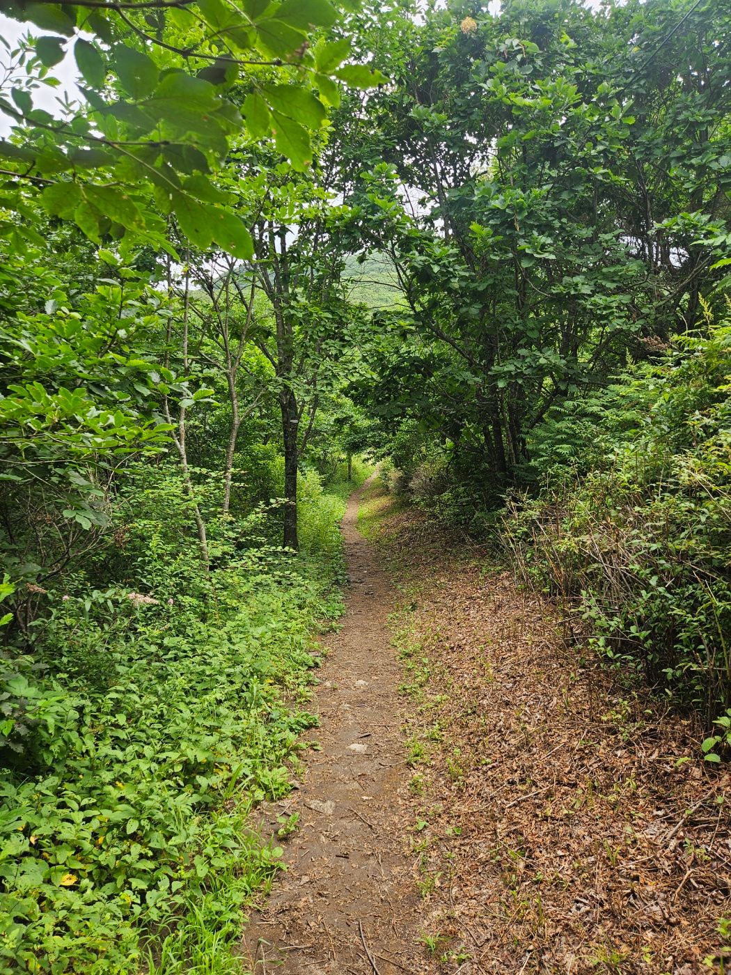 장마철에도 진흙이 적었던 능경봉 산책로